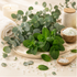 Eucalyptus Spearmint Fragrance Oil